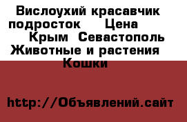 Вислоухий красавчик, подросток . › Цена ­ 1 000 - Крым, Севастополь Животные и растения » Кошки   